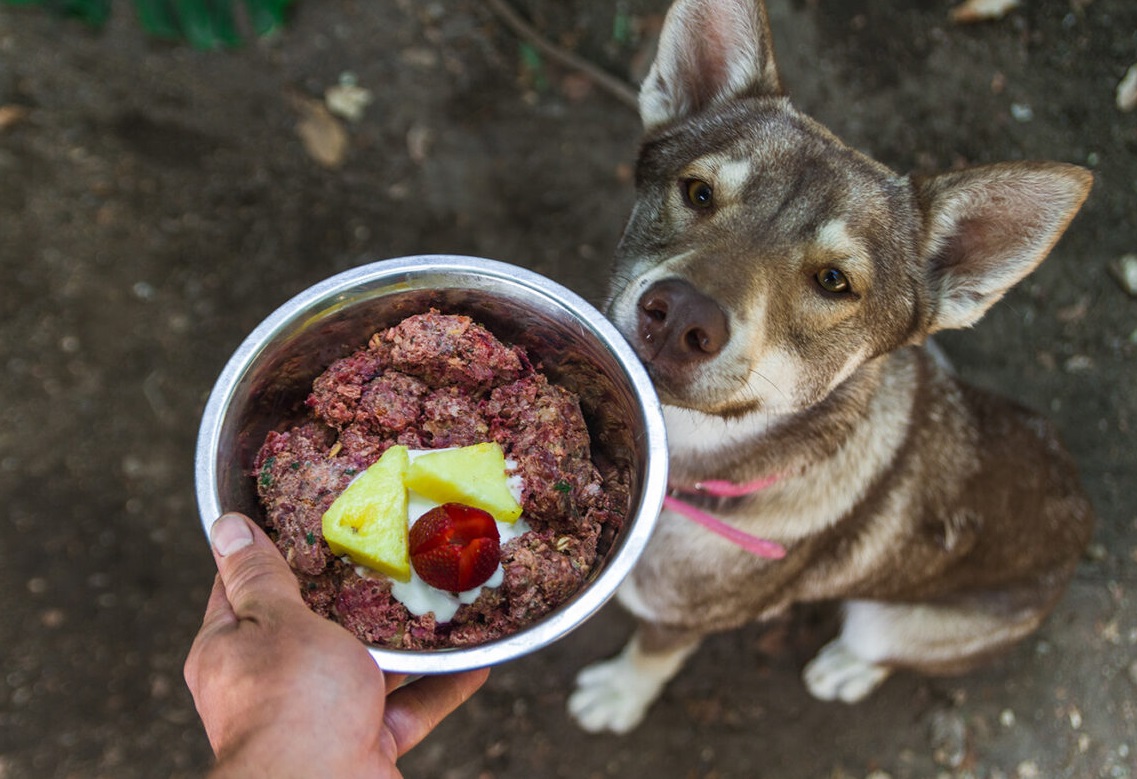animación ANTES DE CRISTO. cocina Tendencia: Cómo es la comida natural para perros | Blog de Mascotas