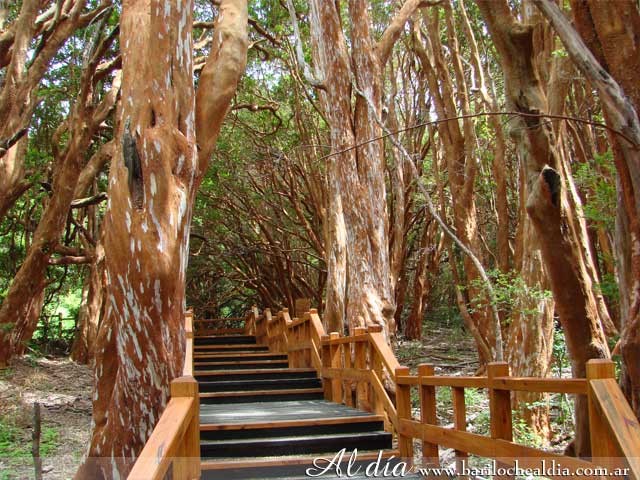 El Bosque de Arrayanes