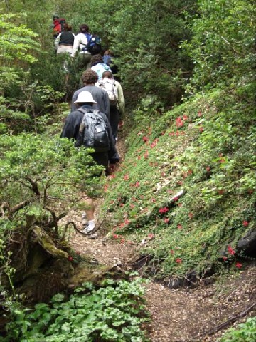 De expedición, en el bosque cordillerano