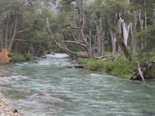 El río corre, entre coihues